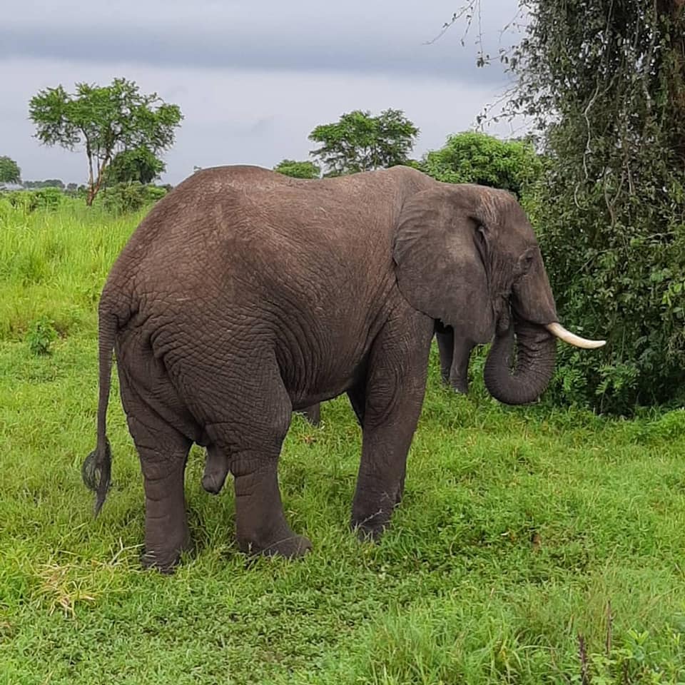 Tanzania Wild Safari